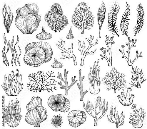 Photo Set of marine hand drawn corals. Black and white