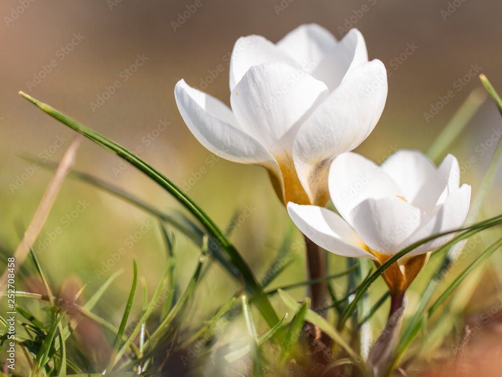 Fototapeta białe krokusy jako zwiastun wiosny