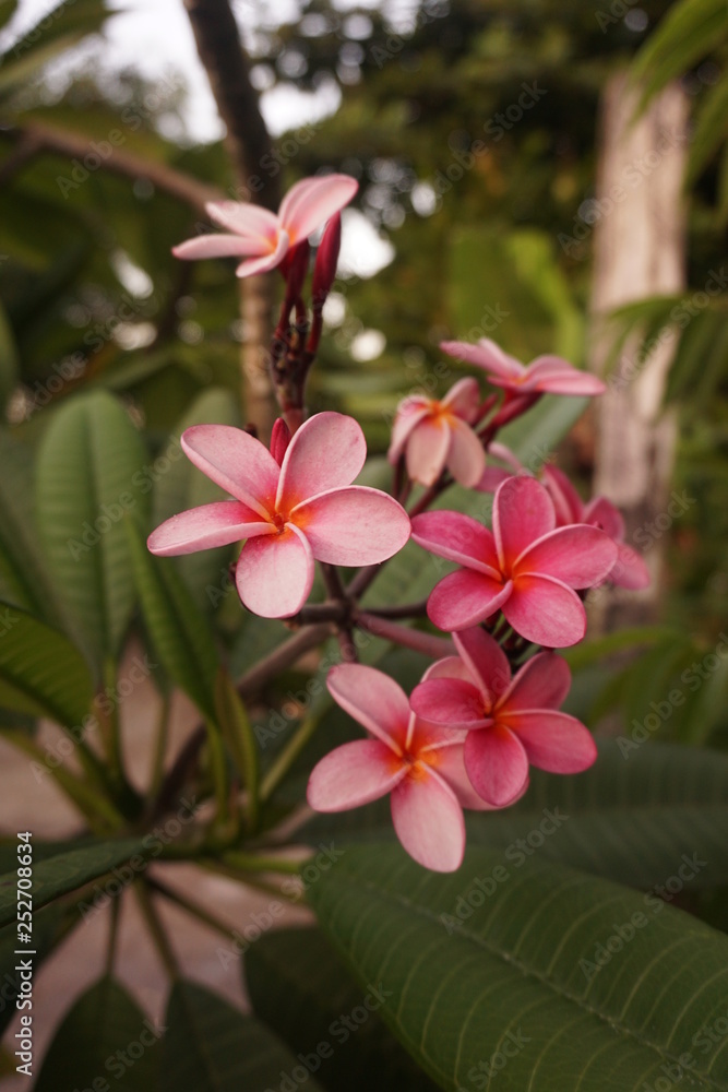 Karibische Blüte