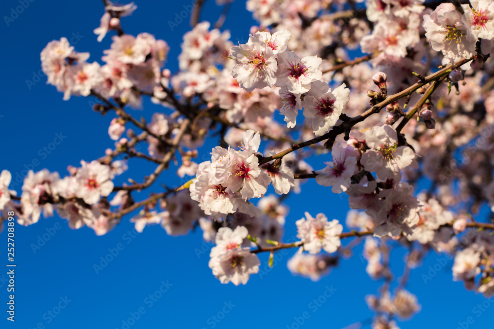Spring blossom background. Beautiful nature scene with blooming tree on sunny day. Spring flowers. Beautiful orchard in Springtime. Abstract blurred background. Spring blossom background. Beautiful nature scene with blooming tree on sunny day. Spring flowers. Beautiful orchard in Springtime. Abstract blurred background.