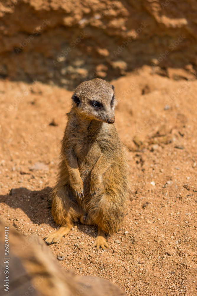 Meerkat animal (latin name Suricata Suricatta) in the wild. Detail of african animal walking on the ground. Watchful guarding animal is guarding on nearby area Meerkat animal (latin name Suricata Suricatta) in the wild. Detail of african animal walking on the ground. Watchful guarding animal is guarding on nearby area