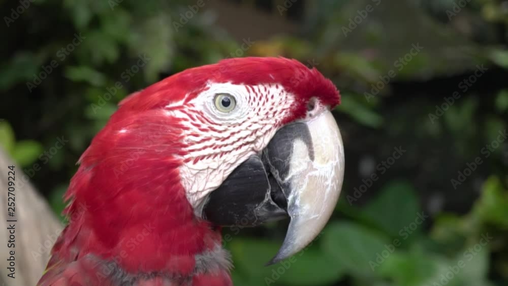 Closeup view of a red macaw parrot in ubud bird park. Closeup view of a red macaw parrot in ubud bird park.