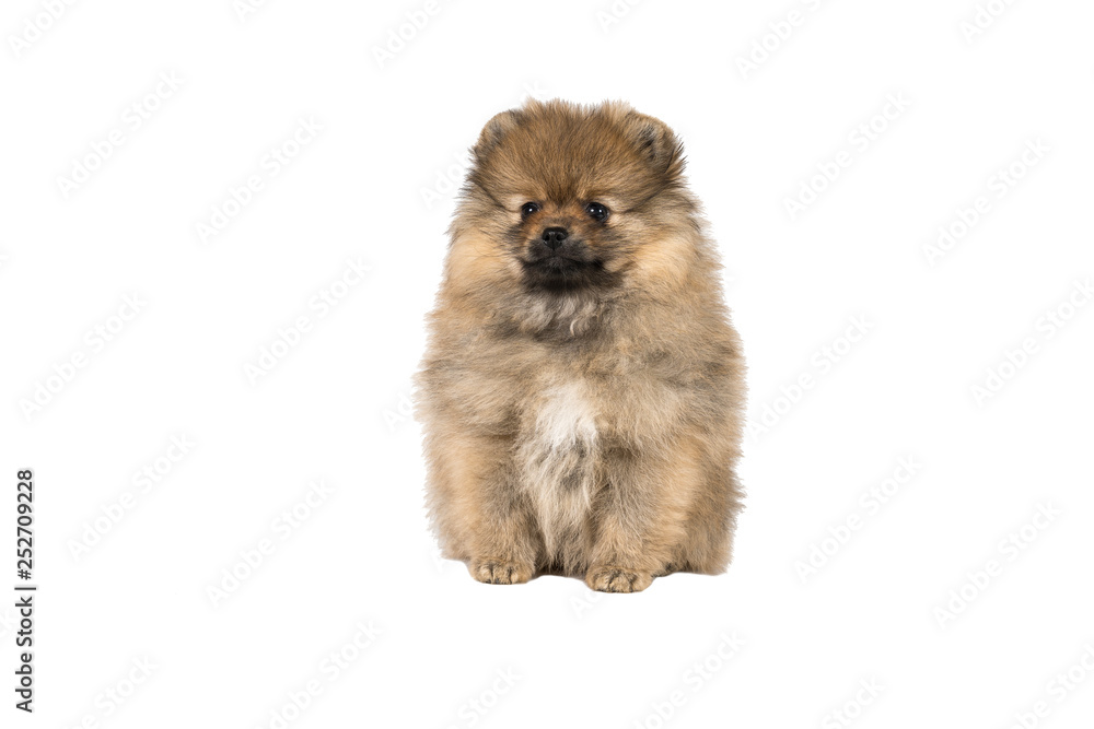 Small Pomeranian puppy sitting isolated on a white background Small Pomeranian puppy sitting isolated on a white background