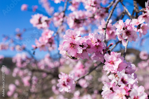 Spring blossom background. Beautiful nature scene with blooming tree on sunny day. Spring flowers. Beautiful orchard in Springtime. Abstract blurred background.