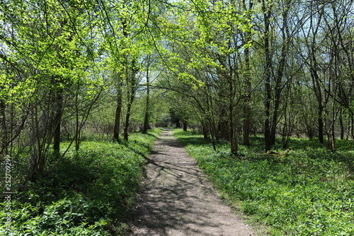 path in woods, Sixpenny Handley, Dorset, UK