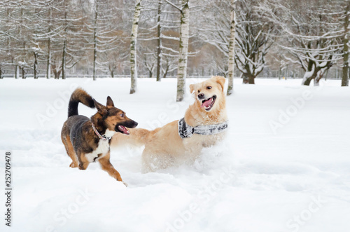 Fototapeta Naklejka Na Ścianę i Meble -  The Golden retriever. Dogs play with each other. Walking outdoors in the winter.  How to protect your pet from hypothermia. 