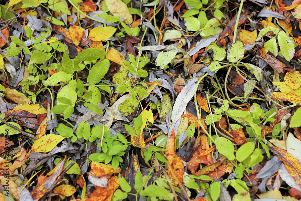 Dry autumn leaves in red, orange and brown colors. Close-up. Background Dry autumn leaves in red, orange and brown colors. Close-up. Background
