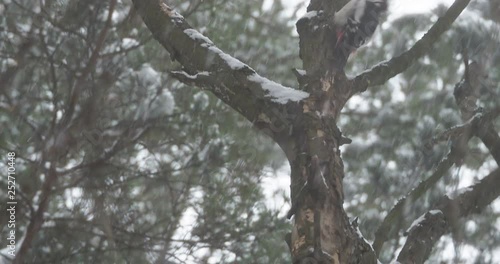 Great spotted woodpecker, Dendrocopos major, knocks on the bark of a tree, extracting edable insects. Bird in winter forest. photo