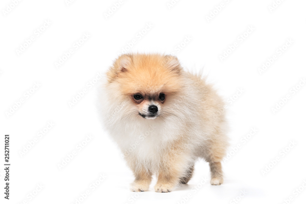 Obraz premium Front view of a pomeranian spitz isolated on a white background