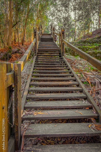 escadas de madeira na floresta