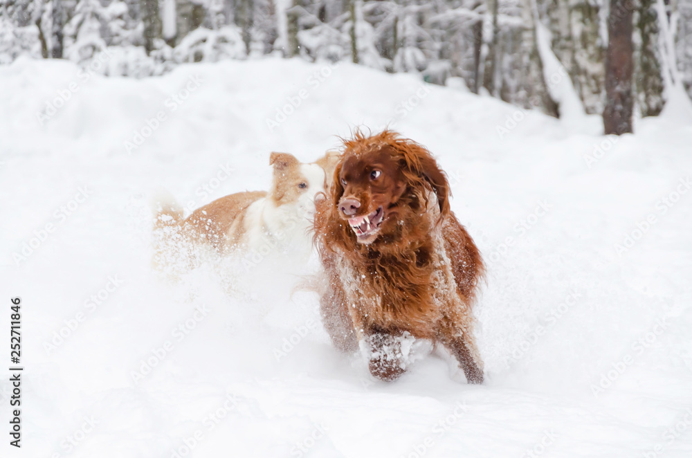 The Irish red setter.  Dogs play with each other. Walking outdoors in the winter.  How to protect your pet from hypothermia. 