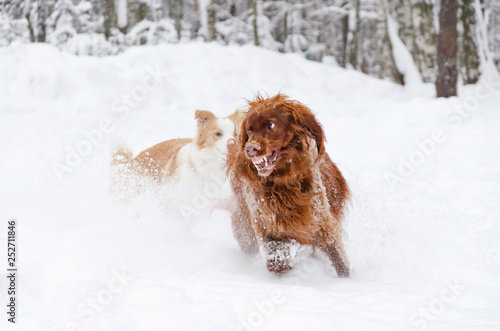 Fototapeta Naklejka Na Ścianę i Meble -  The Irish red setter.  Dogs play with each other. Walking outdoors in the winter.  How to protect your pet from hypothermia. 