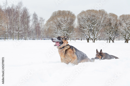 The German shepherd. Dogs play with each other. Walking outdoors in the winter. How to protect your pet from hypothermia. 