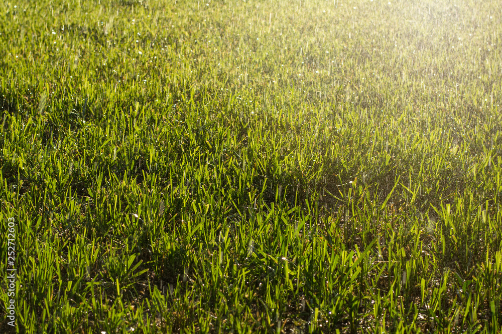 Close-up photo of wet grass while watering