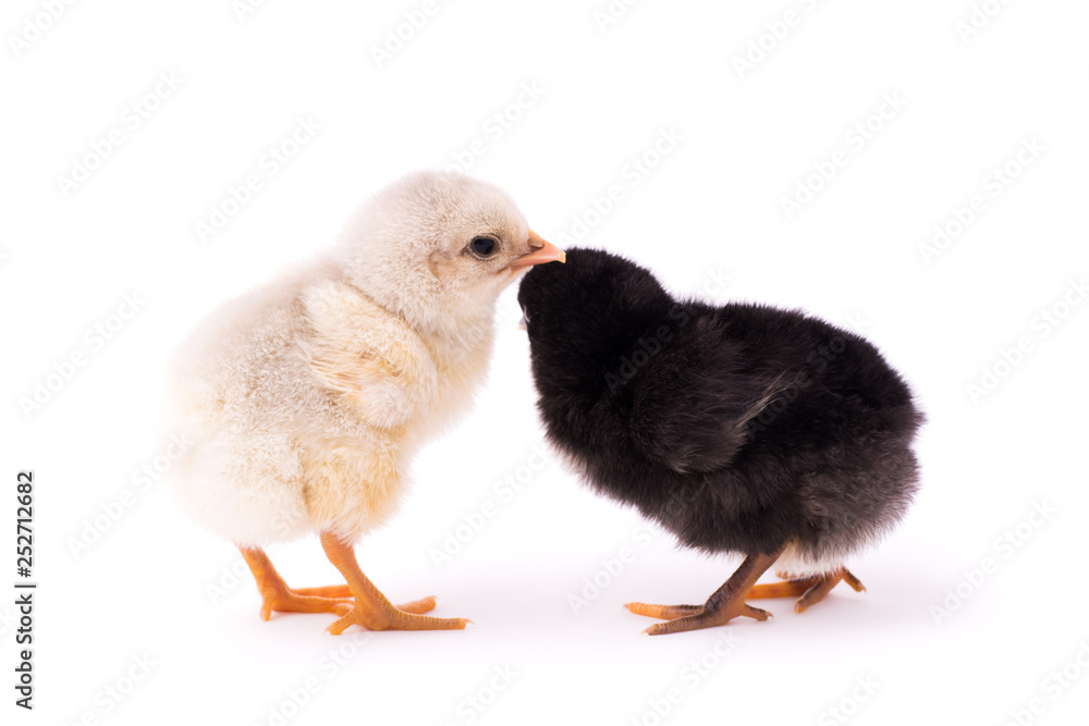 Two small chickens isolated on a white background. Black chicken hides from a camera behind the other white chicken