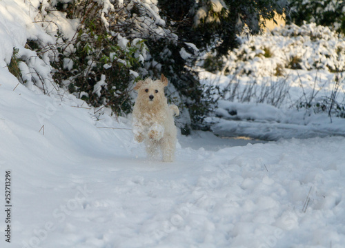 Cavachon in mid air while running in the snow clods of snow on front paws