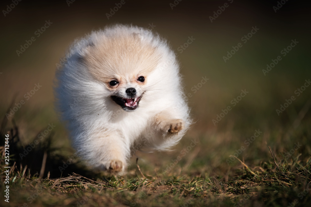 Pomeranian puppy running in grass field Pomeranian puppy running in grass field