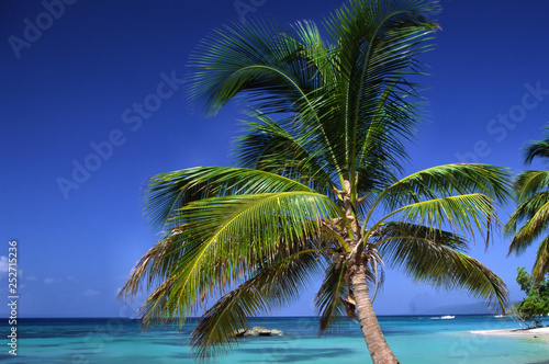 Fototapeta Naklejka Na Ścianę i Meble -  palme am strand der karibik