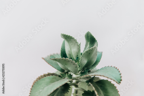Minimal lifestyle concept, Sharp pointed agave plant leaves, Close up of green leaf, tropical plant natural background, photo of succulent