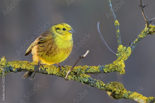 Yellowhammer - Emberiza citrinella  passerine bird in the bunting family that is native to Eurasia and has been introduced to New Zealand and Australia photo