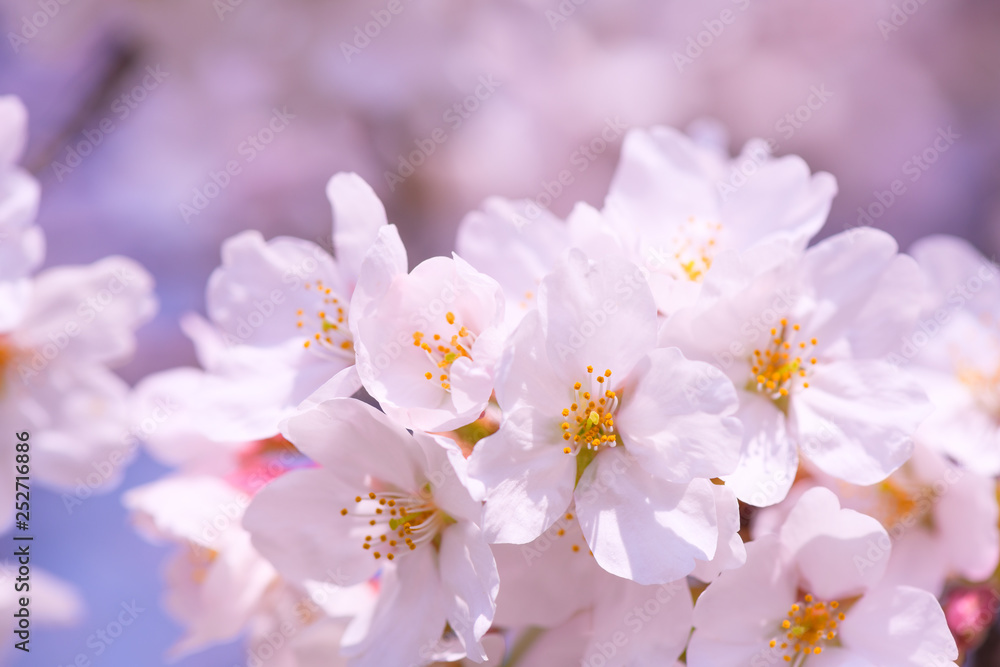 桜 桜