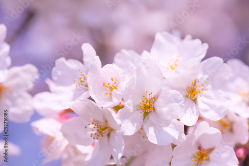 Fototapeta Naklejka Na Ścianę i Meble -  桜