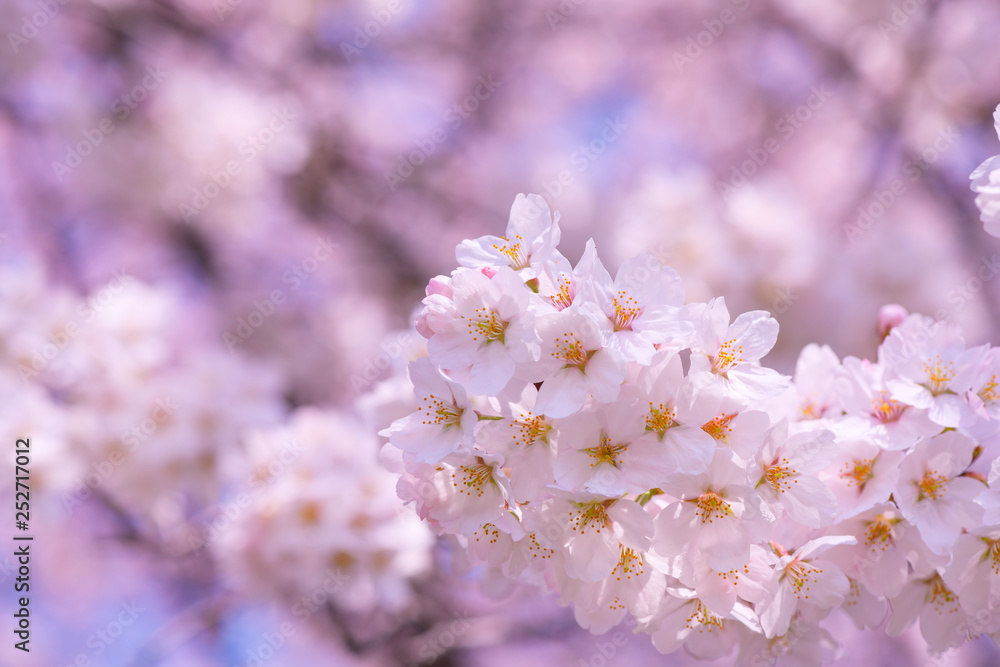 桜 桜