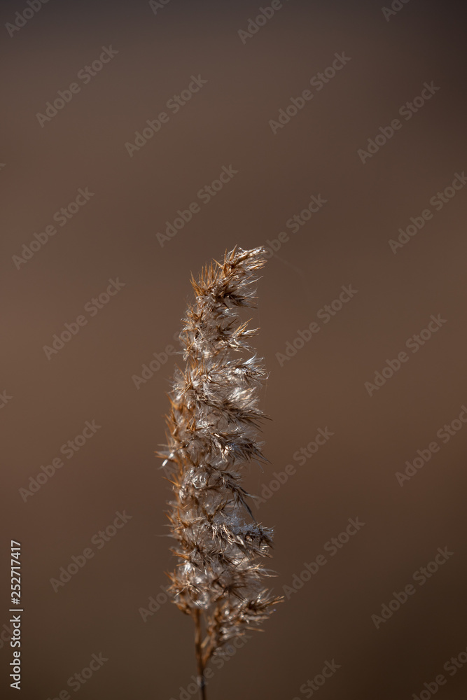 Obraz premium Ears of seed