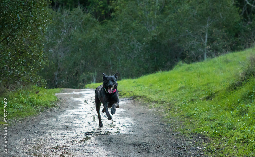 Black dog sprints along wet dirt trail Black dog sprints along wet dirt trail