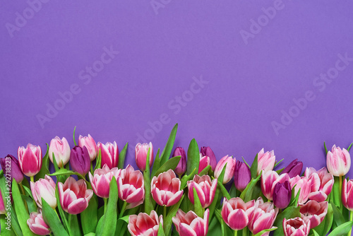 Fototapeta Naklejka Na Ścianę i Meble -  Pink tulips  on violet background. Top view, copy space. Greeting card.