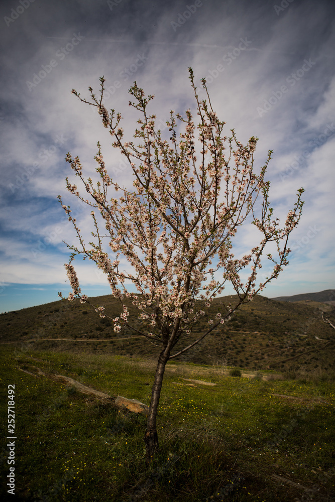 Obraz premium Isolated almond tree blossom