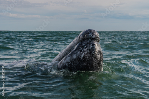 Gray Whale spy hopping