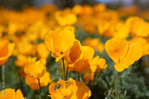 Poppy Field