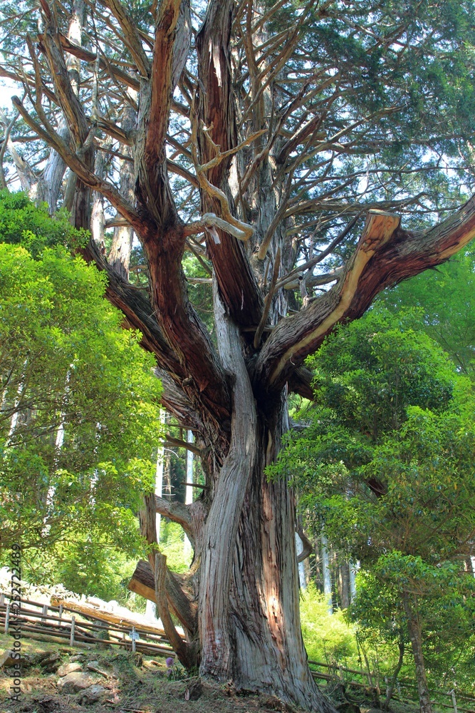 Fototapeta premium 大久保のヒノキ