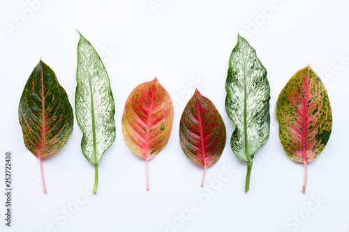 Colorful Aglaonema leaves Isolated on white photo