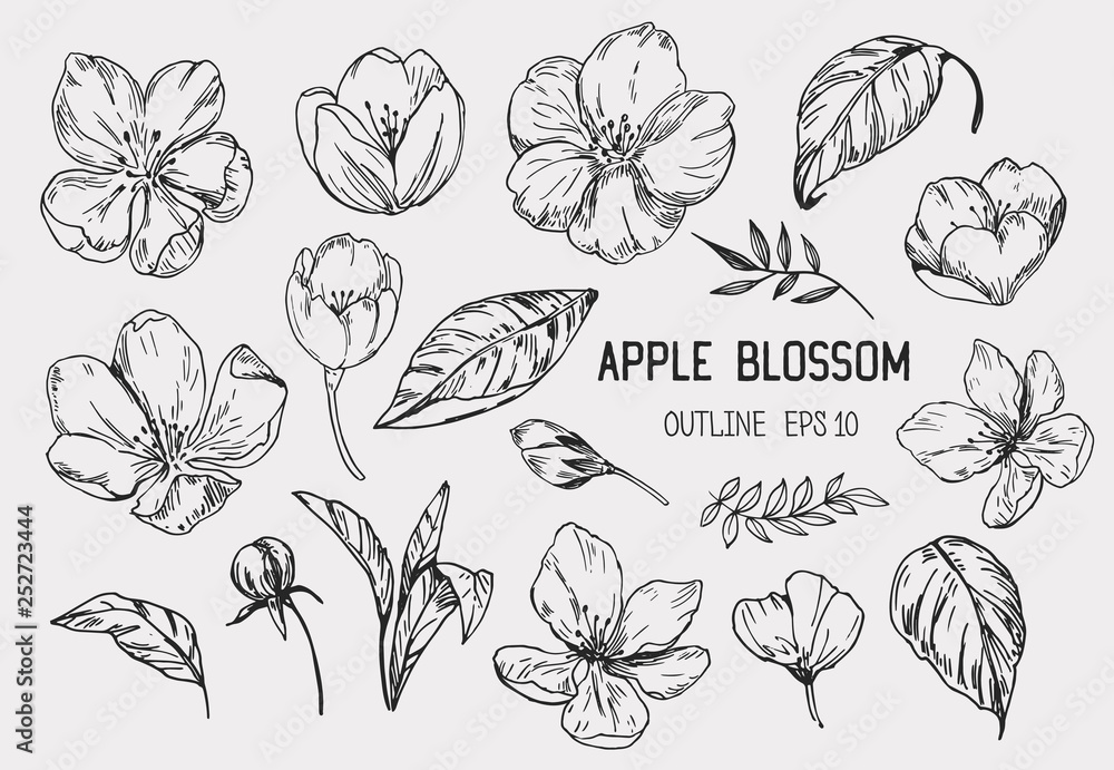 Set of apple flowers. Hand drawn illustration converted to vector