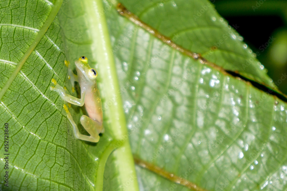 Reticulated Glass Frog in the Wild Rain Forest, Puntarenas, Costa Rica Reticulated Glass Frog in the Wild Rain Forest, Puntarenas, Costa Rica