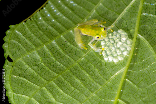 Reticulated Glass Frog - Male Guards Eggs - Costa Rica Wildlife