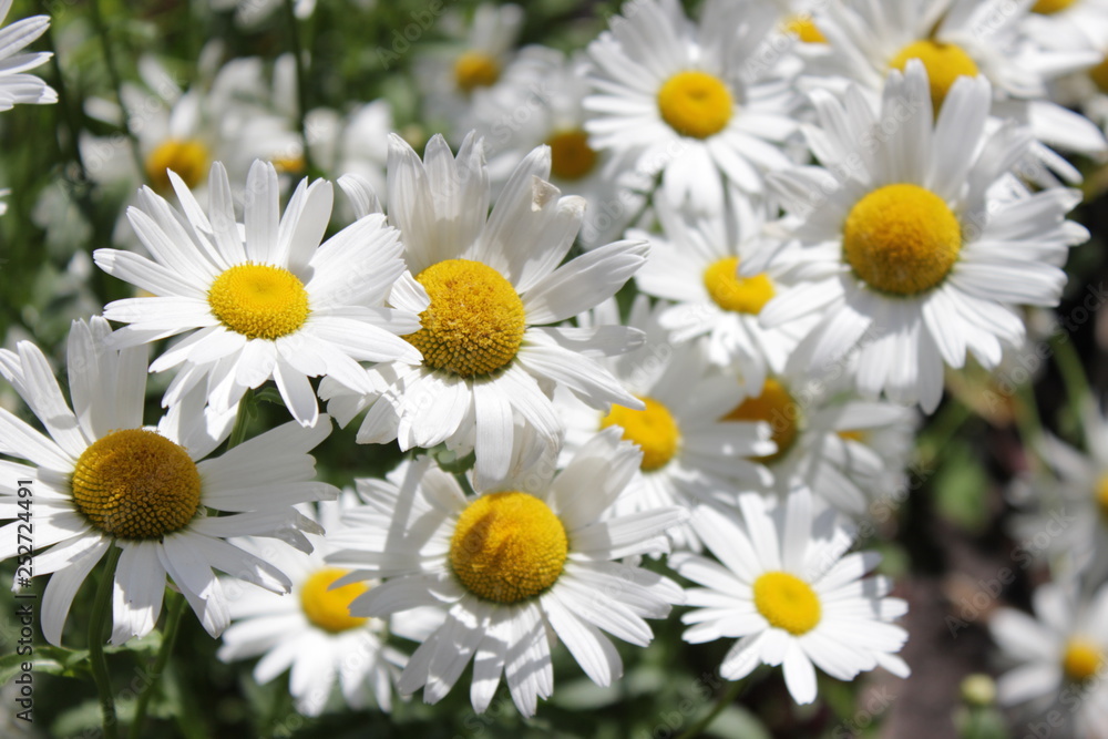 Large blooming daisies in the green grass Large blooming daisies in the green grass