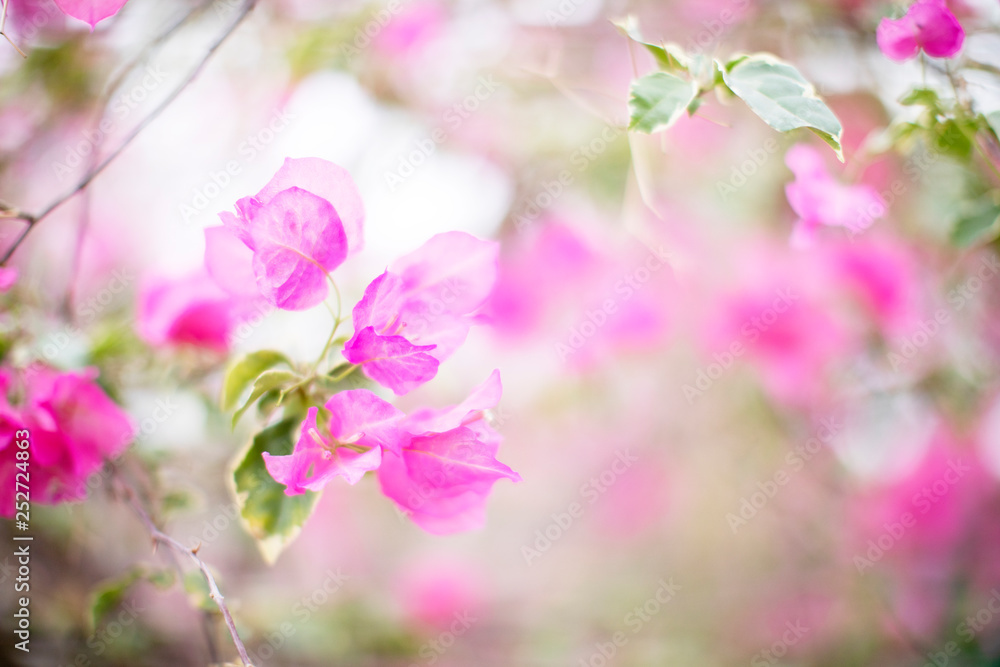 Obraz premium pink flowers