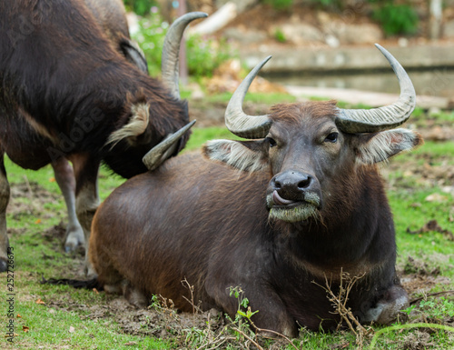 Close up buffalo in the open zoo. Buffalo in Thailand.