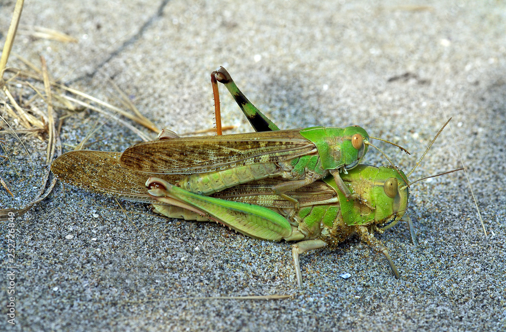 Migratory locust (Locusta migratoria), mating pair Migratory locust (Locusta migratoria), mating pair