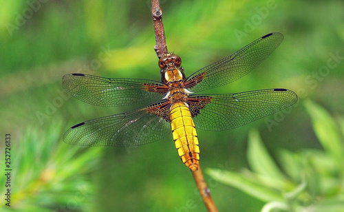 Libellula depressa (broad-bodied chaser or broad-bodied darter) a common dragonfly