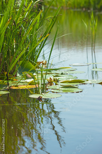 Plants in Water near Lakeside / Leaves of water lily swim on surface of tranquil pond (copy space)