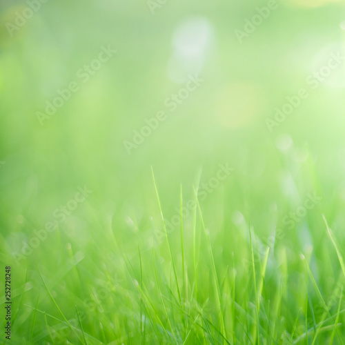 Blurred Nature Summer Spring Green grass Background