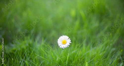 Nature Summer Background with White Daisy flower