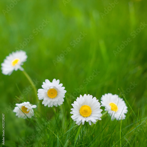 Beautiful Nature Summer Background with Daisy flowers