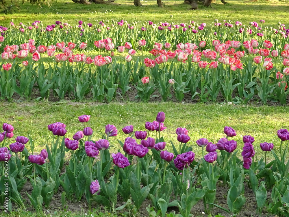 Pink and Violet Tulips in a Garden
