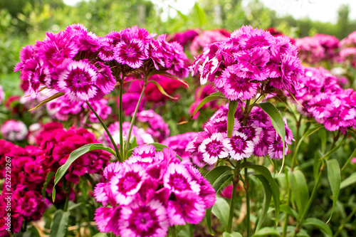 In the garden grow beautiful colorful, bright flowers.  Turkish carnation