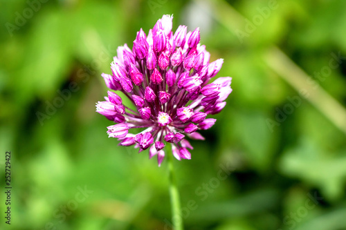 Lilac flower of garlic  close-up.  Grows in the garden.